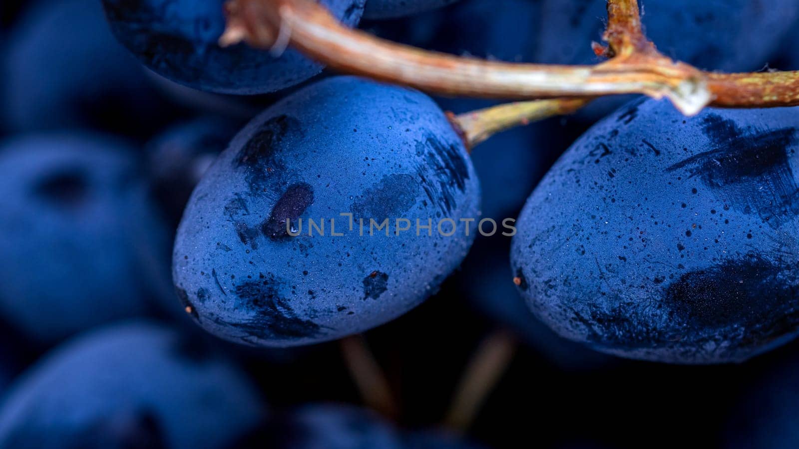 Close up of ripe grapes, background of grapes. by vladispas