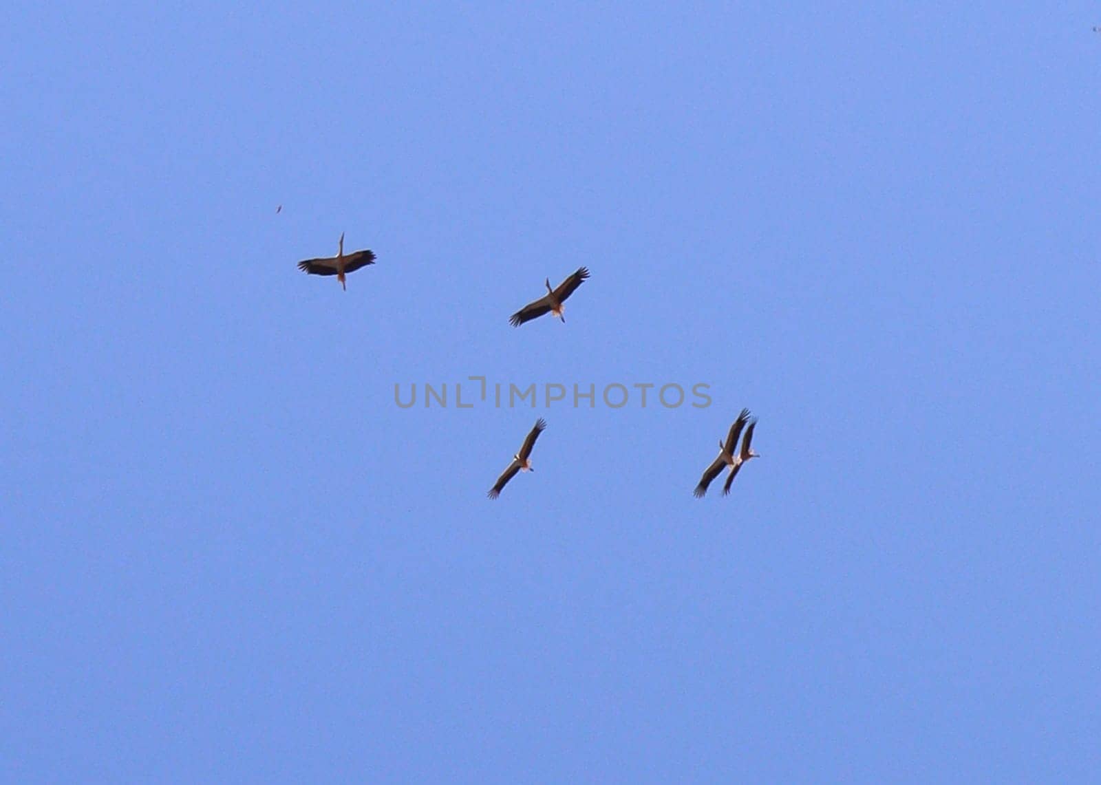 Birds flock high in the sky. by AleksBay