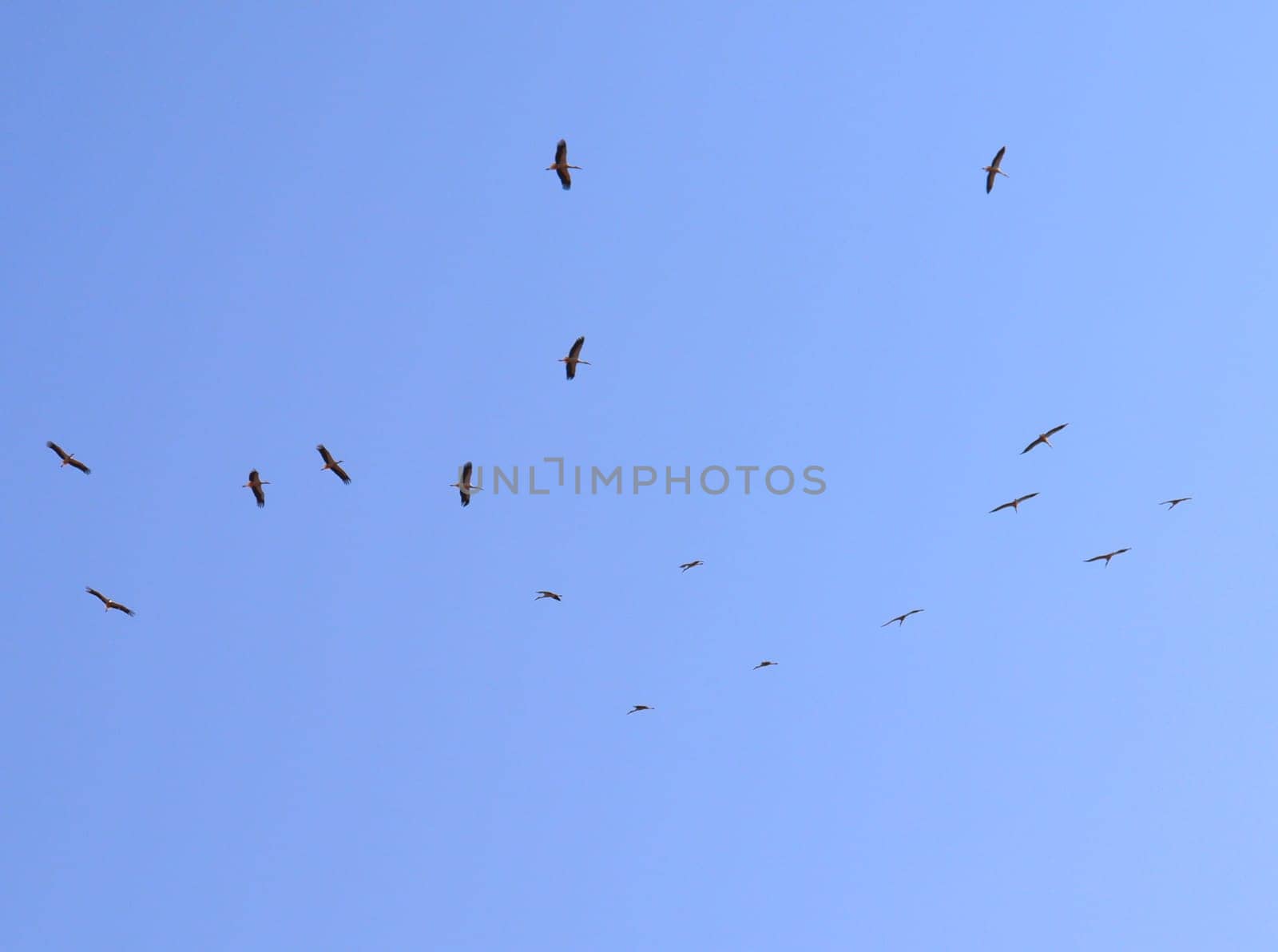 Birds flock high in the sky. High quality photo