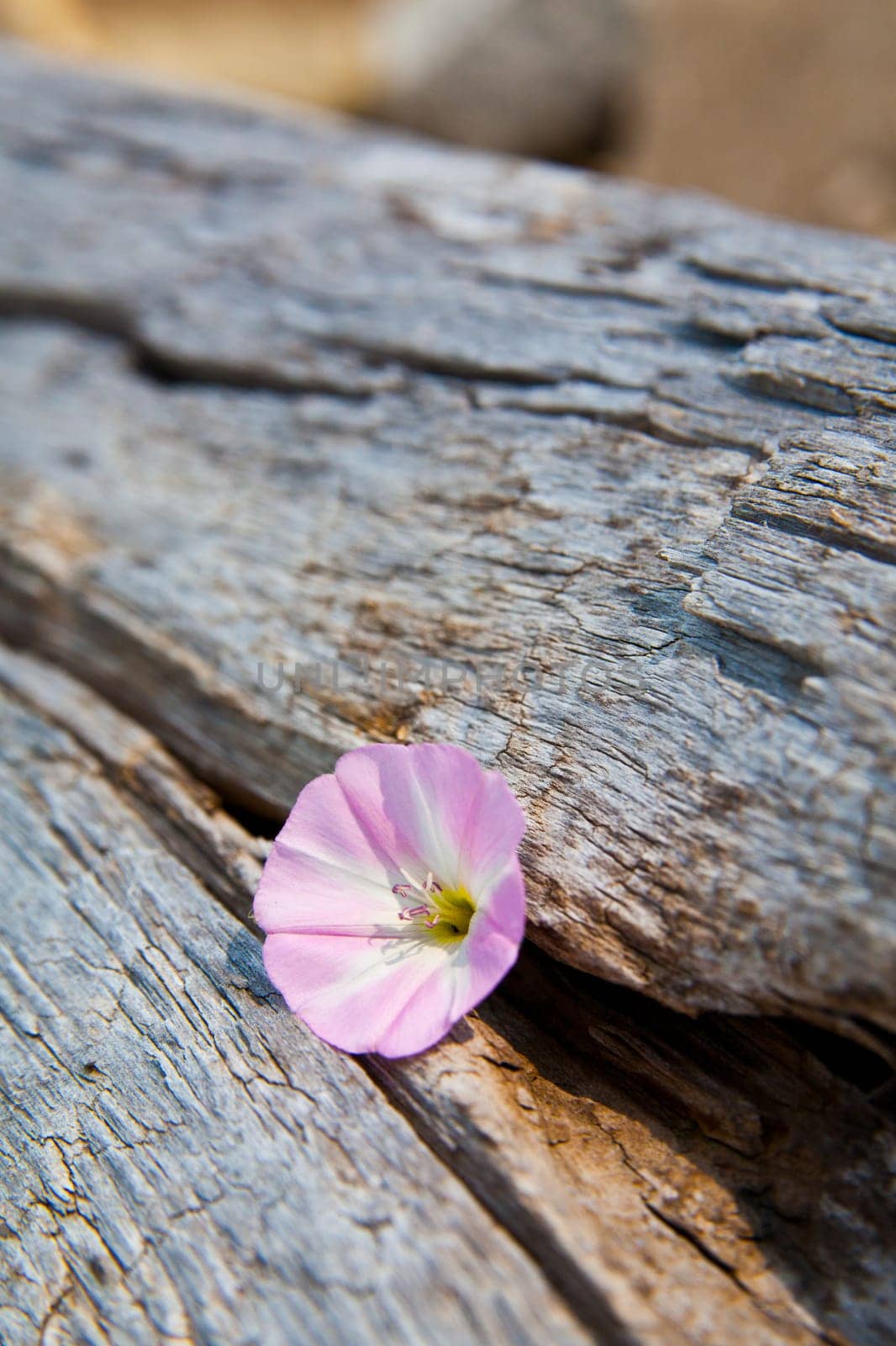 Delicate pink flower blooms amidst aged wooden backdrop, showcasing the beauty of nature's resilience and the passage of time.