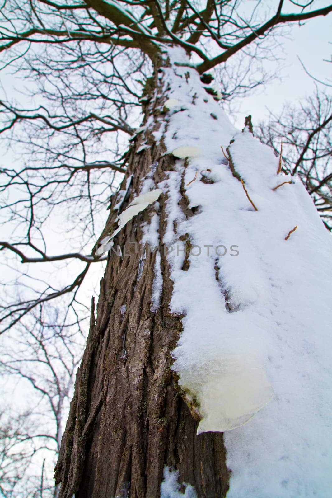 Captivating winter scene of a majestic snow-covered tree trunk in Fort Wayne, Indiana. The rugged bark texture contrasts beautifully with the fresh white snow, creating a serene and resilient natural landscape.