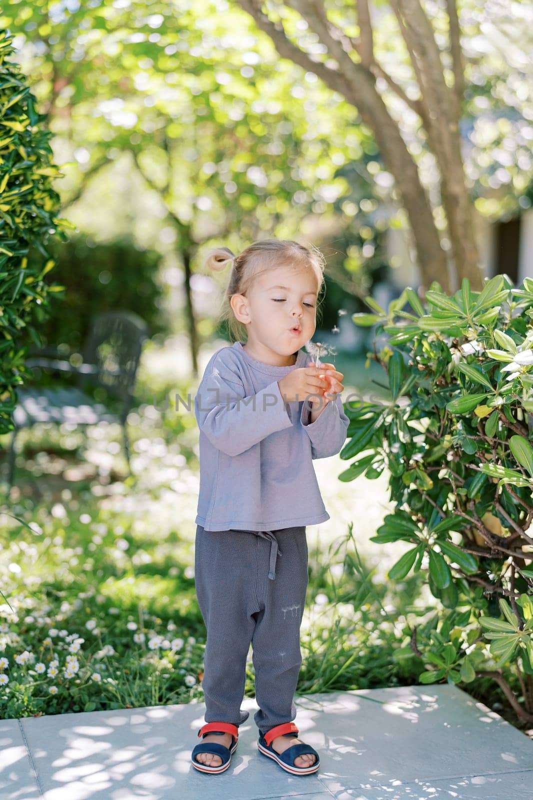 Little girl blowing on a dandelion in her hand while standing in a sunny garden. High quality photo