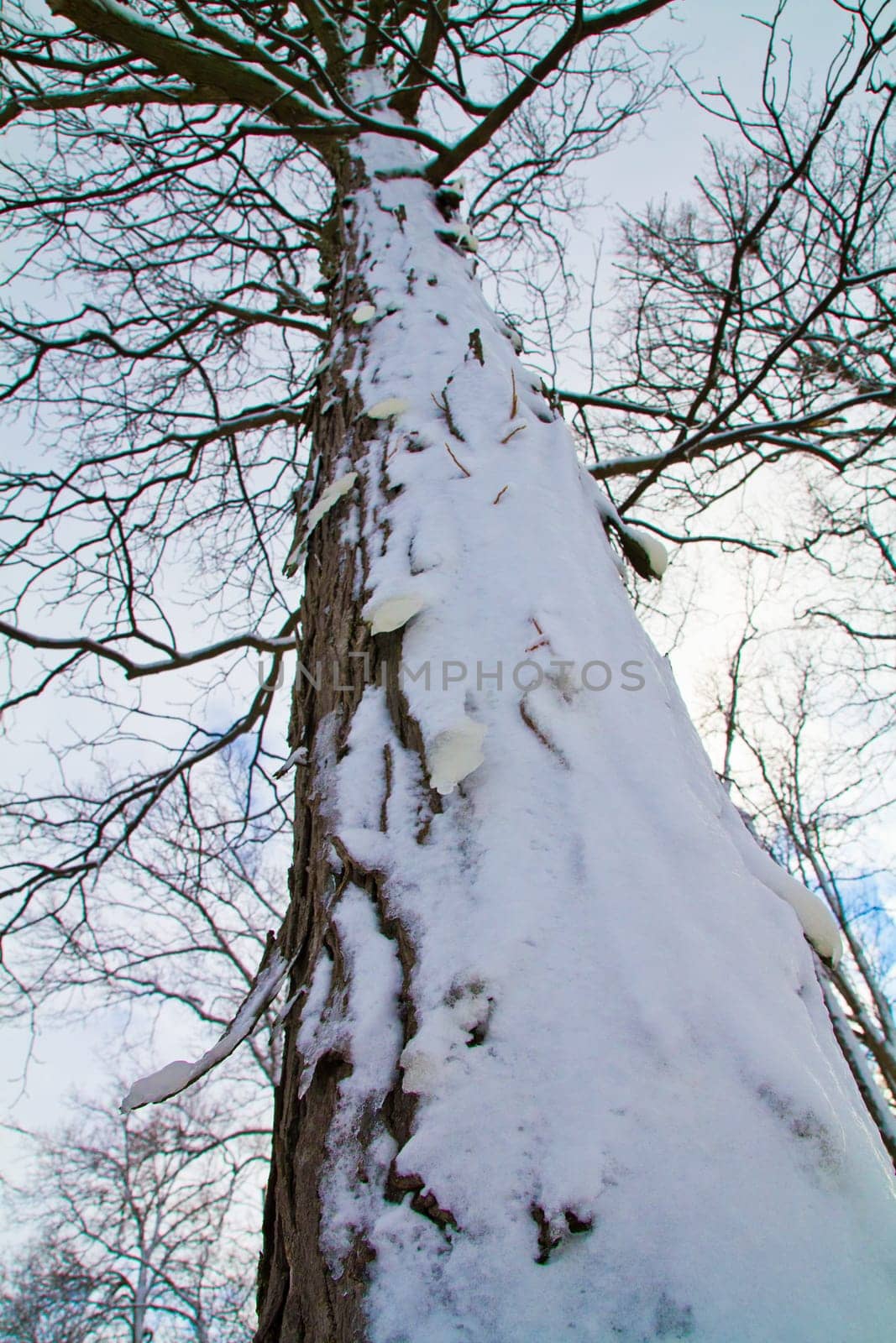 Snow-Covered Tree Trunk and Bare Branches Against Winter Sky in Indiana by njproductions