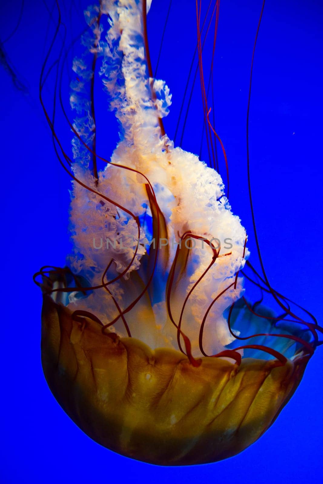 Captivating marine beauty: A mesmerizing jellyfish gracefully glows in warm hues against a deep blue backdrop, its delicate tentacles trailing behind. Perfect for nature, science, and design projects.