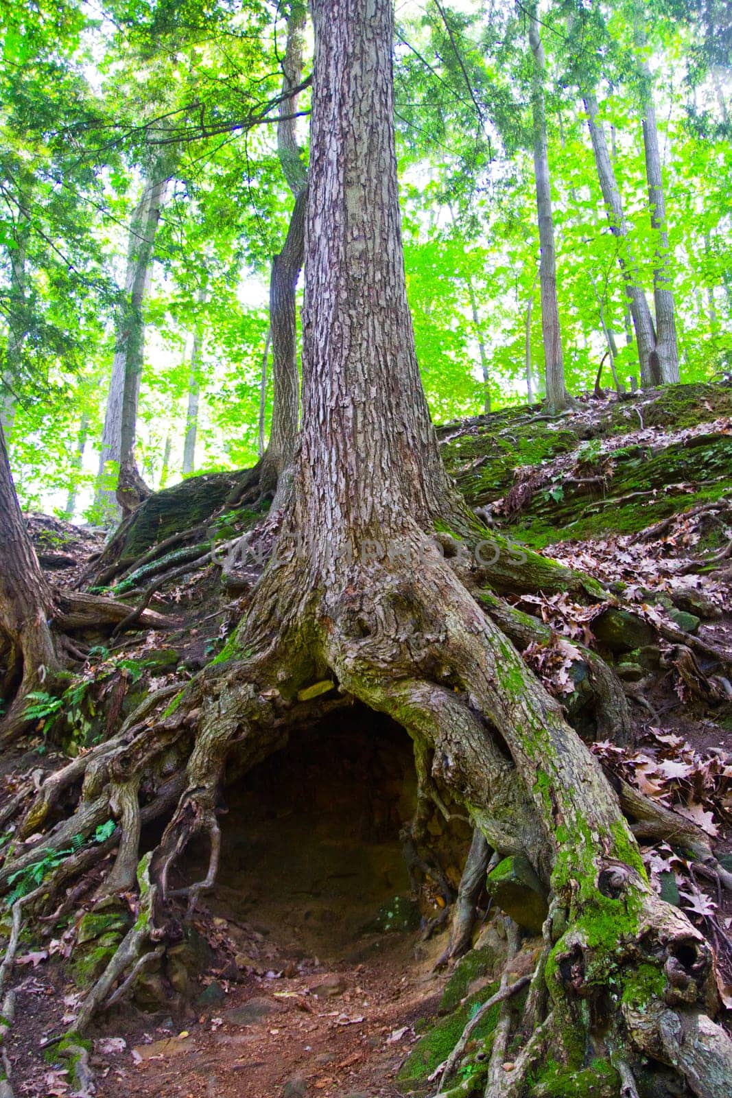 Enchanting forest scene showcasing a majestic mature tree with intricate root system creating a natural hollow. Lush foliage and dappled light add to the mystique. Location: Fitzgerald County Park, Lansing, Michigan.