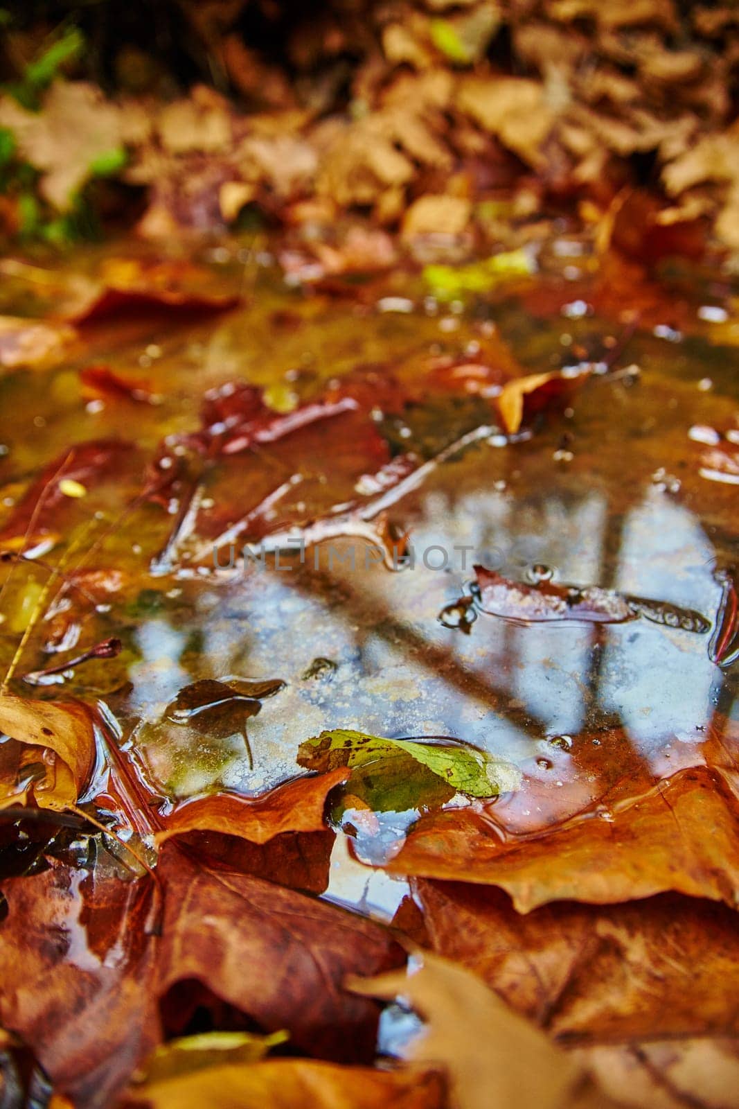 Immerse yourself in the tranquility of autumn with this captivating photo of fallen leaves creating a colorful mosaic in a reflective pool at Bicentennial Acres, Fort Wayne, Indiana. The vibrant hues and gentle ripples evoke a sense of peace.
