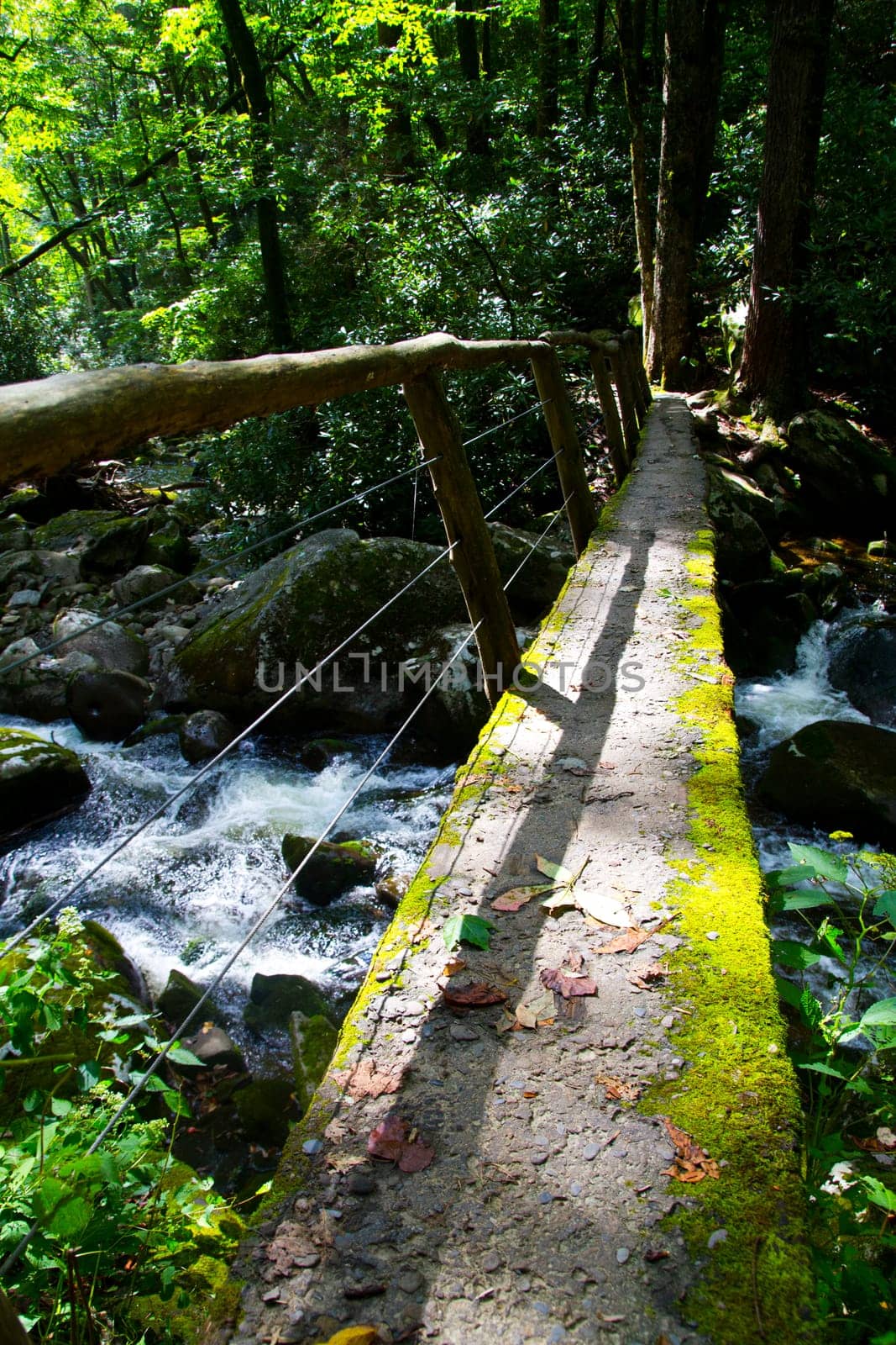 Tranquil footbridge amidst lush Tennessee forest, framed by vibrant moss and rocky stream, invites nature lovers to embark on a serene journey.