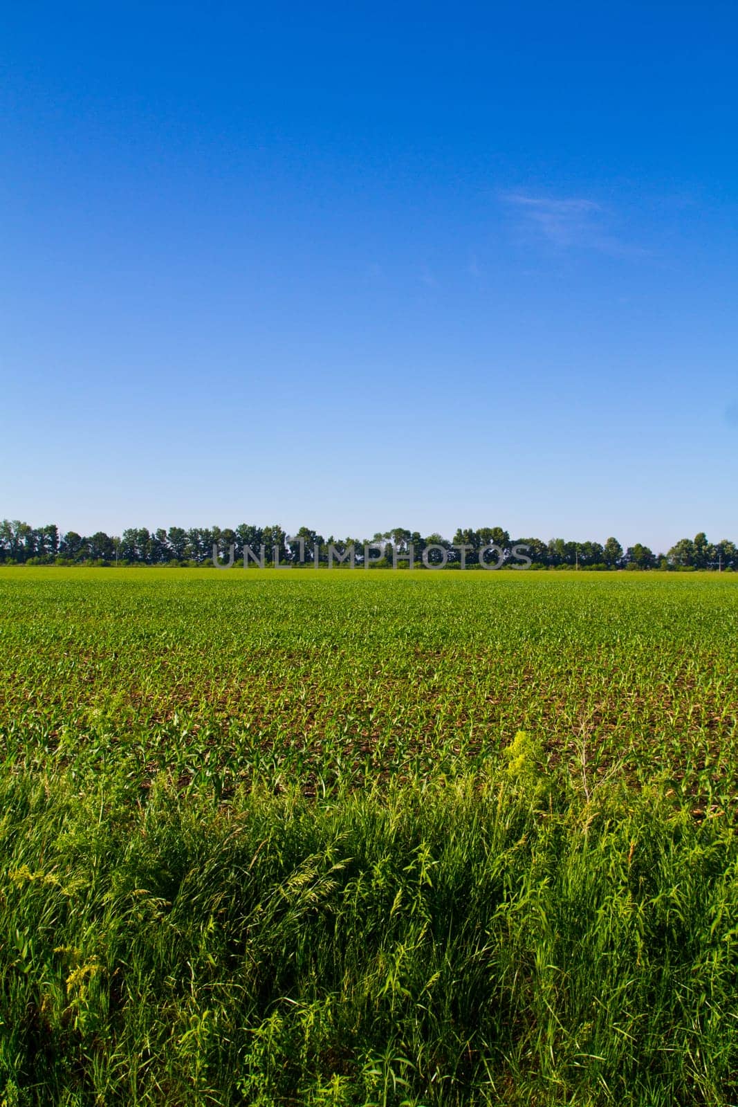 Idyllic rural farmland in Fort Wayne, Indiana, showcasing lush crops under a clear blue sky. A vibrant mix of green and brown hues suggests various crop varieties or growth stages. This captivating image captures the essence of the United States agriculture.