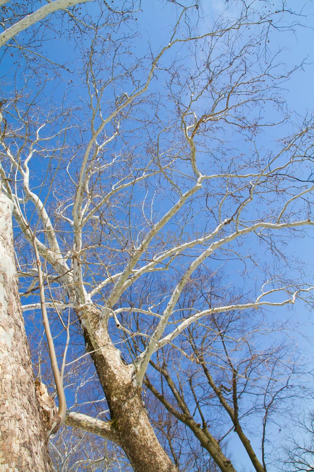 Winter's Complexity: Leafless Trees Reaching Skyward in Fort Wayne by njproductions