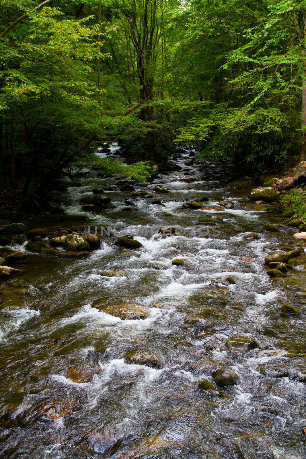 Vibrant Tennessee Forest Stream in Summertime by njproductions