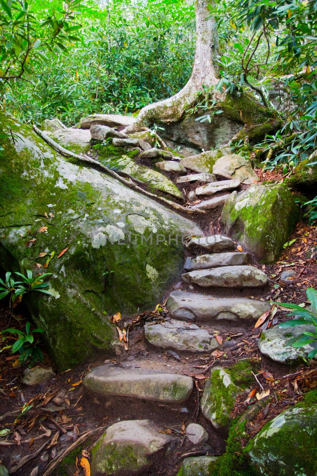 Traverse the enchanted forest: A moss-covered stone stairway guides you through a lush wilderness, embraced by an ancient tree. Explore nature's serenity and embark on your next adventure.