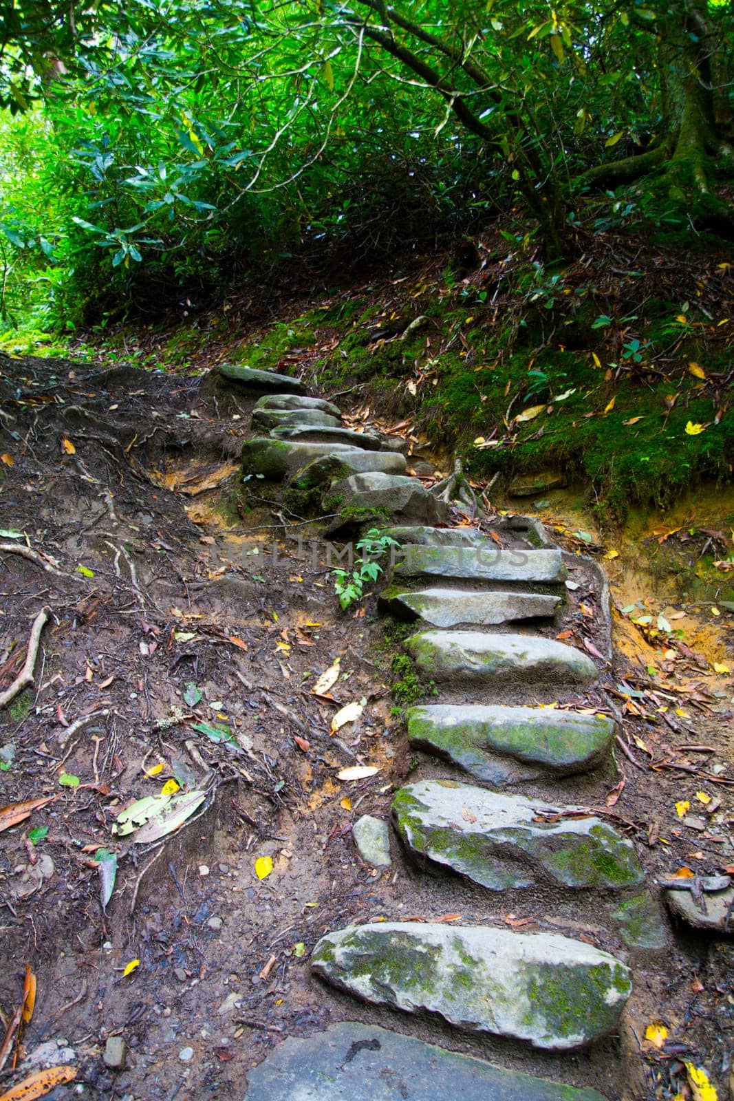 Explore the enchanting allure of a hidden forest staircase in Gatlinburg, Tennessee. Immerse yourself in nature's tranquility amidst lush foliage and weathered stone steps, offering a rustic pathway to adventure and serenity.
