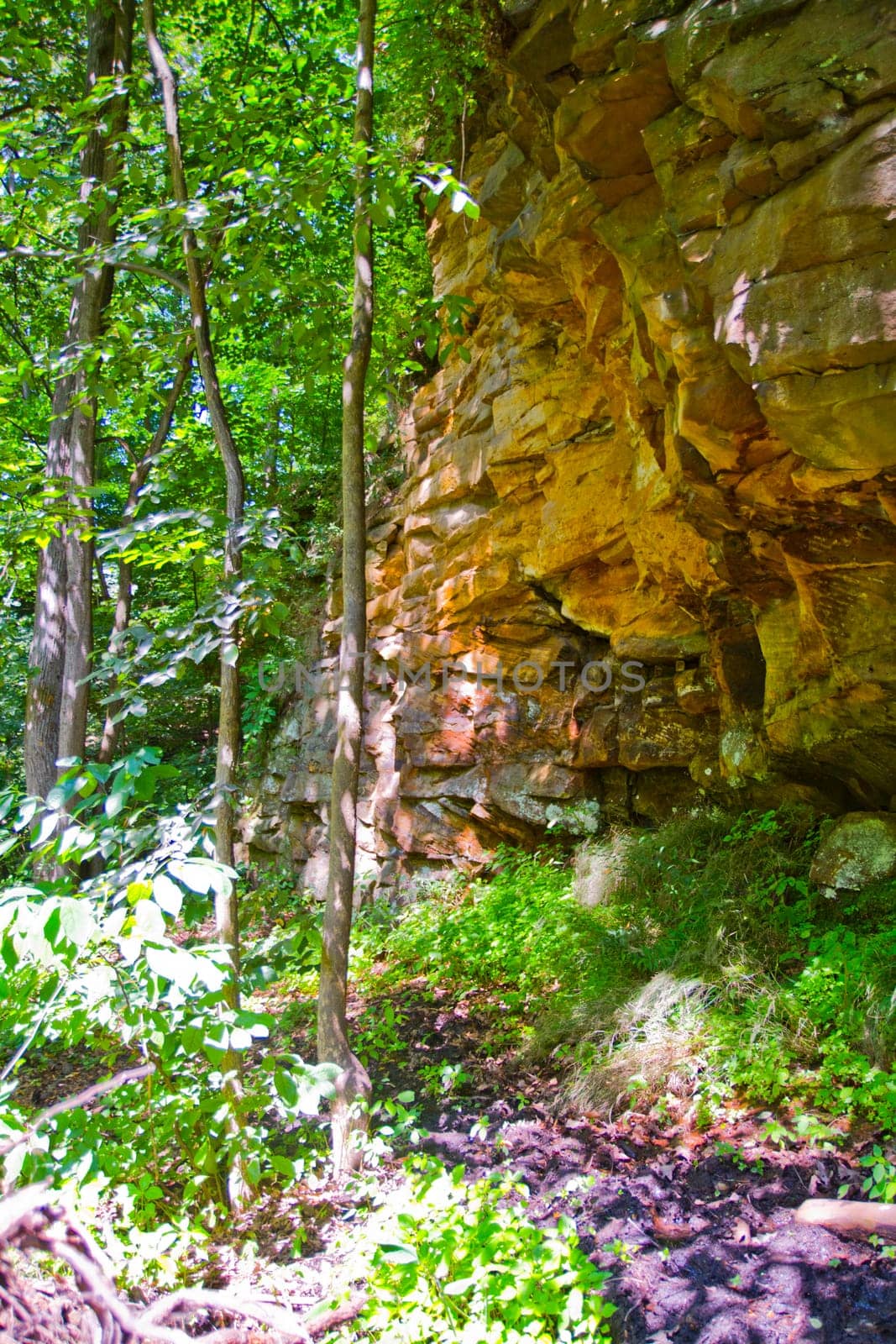 Daylit Forest and Sedimentary Rock Formation in Fitzgerald County Park, Michigan by njproductions