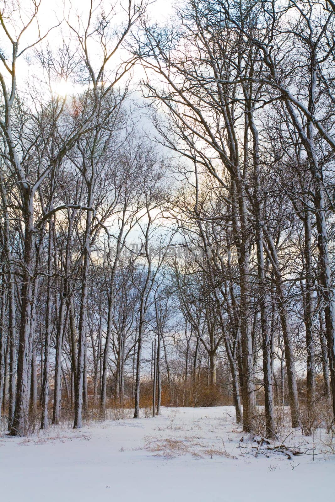 Winter Solitude in Fort Wayne, Indiana - Snow Covered Forest at Dawn by njproductions