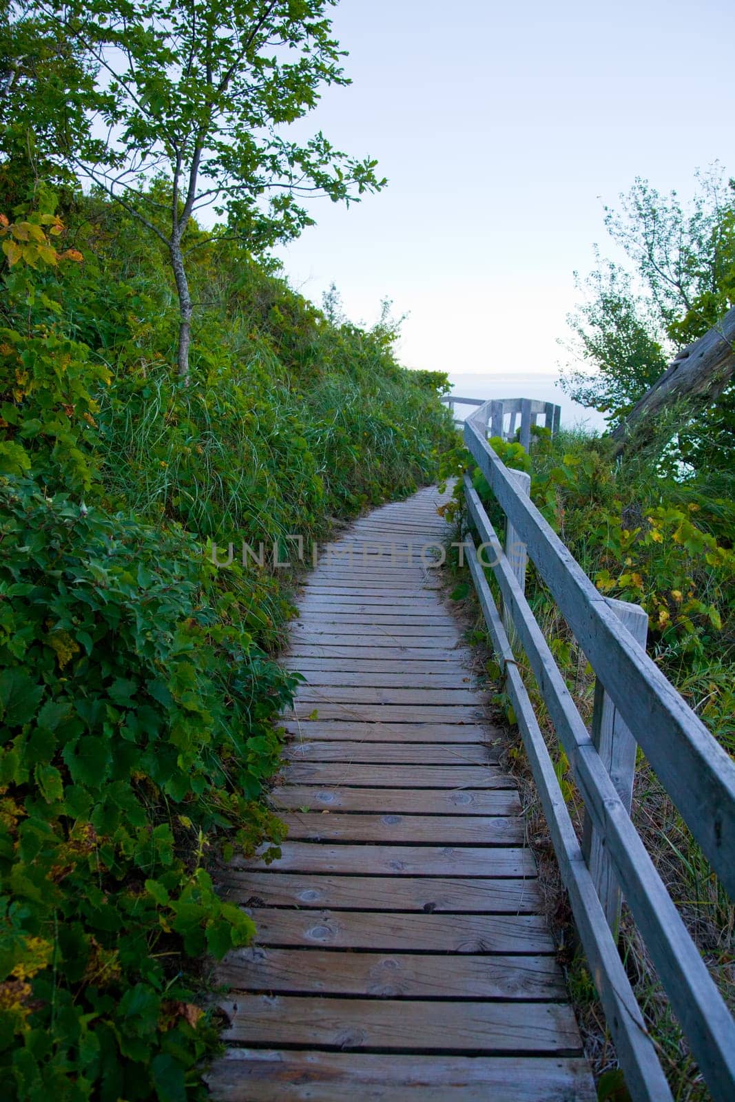 Tranquil Dawn on Rustic Boardwalk in Lush Michigan Wilderness by njproductions