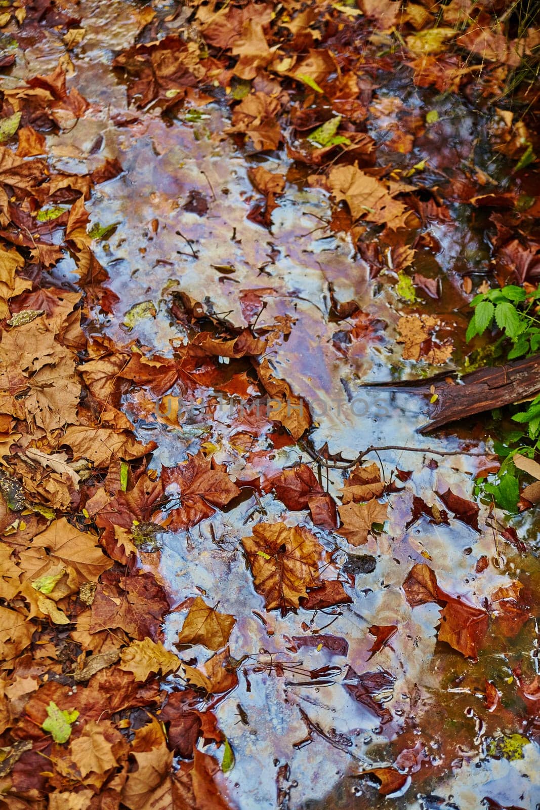 Autumn Leaves in Water at Bicentennial Acres, Indiana Close-Up by njproductions