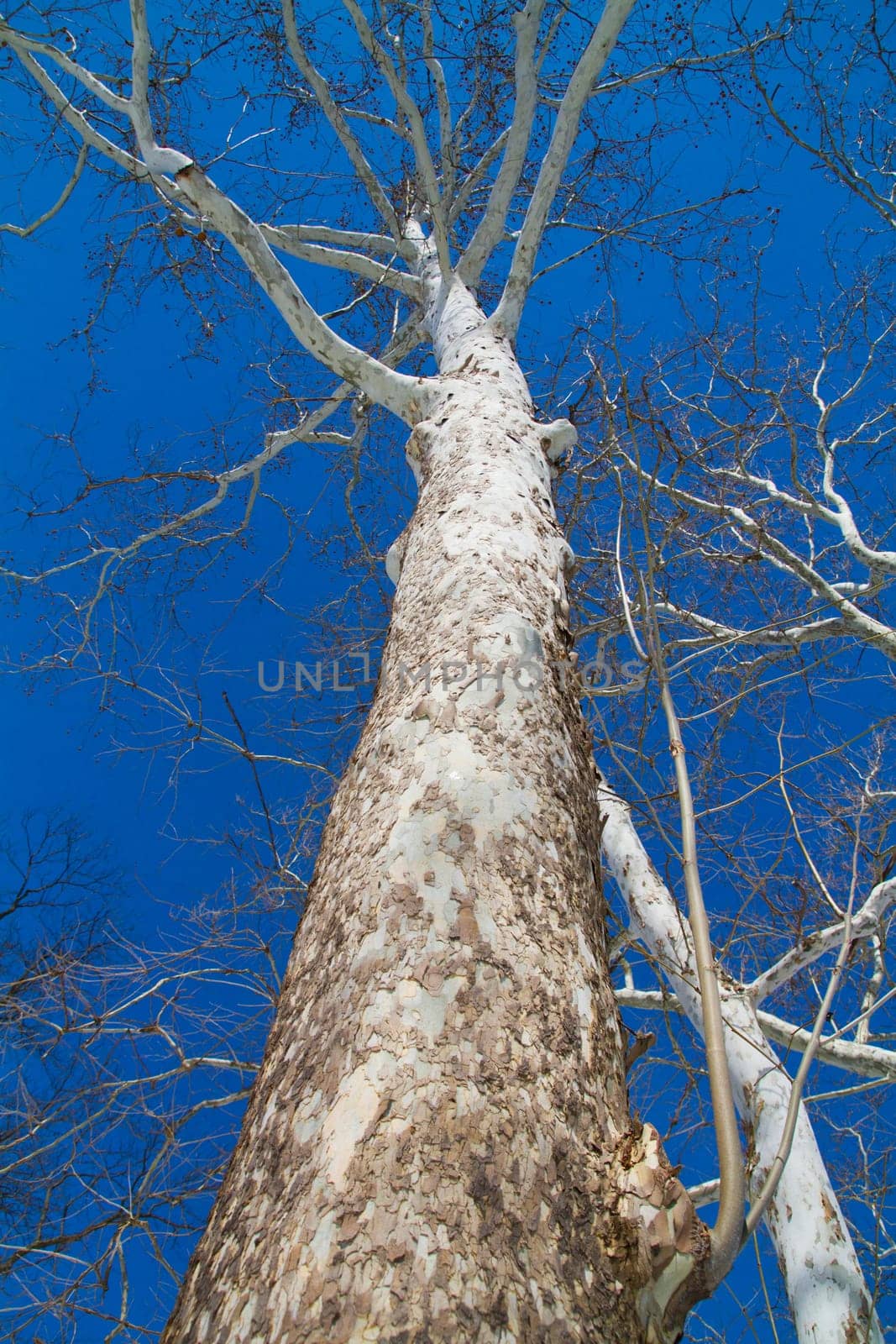Ant's View of Majestic Leafless Tree Against Clear Blue Sky by njproductions