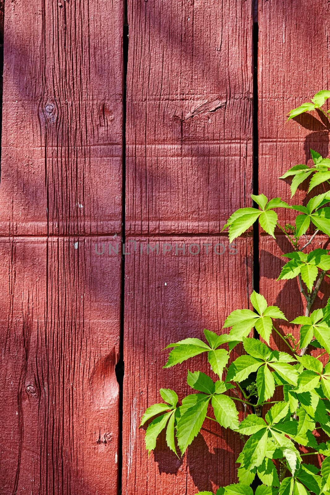 Virginia Creeper on Weathered Red Barn Wood in Fort Wayne by njproductions
