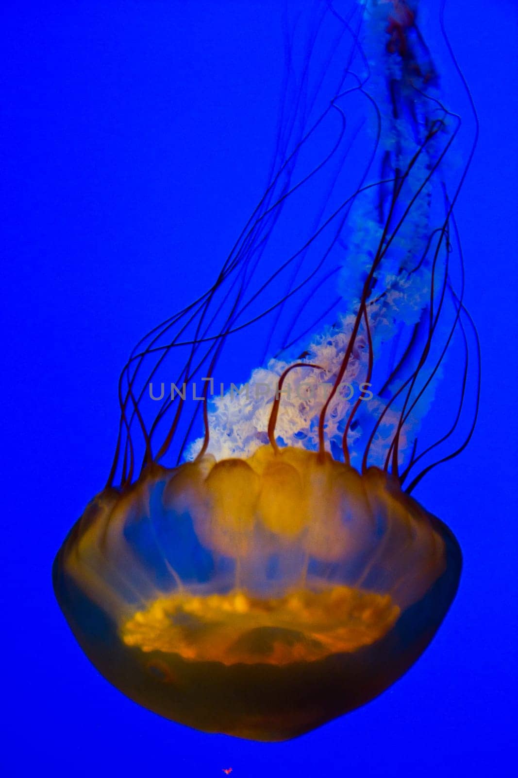 Captivating golden jellyfish gracefully drifts in the clear blue waters of an aquarium, its delicate tentacles trailing behind. A mesmerizing display of marine beauty, ideal for showcasing the wonders of nature and marine life.
