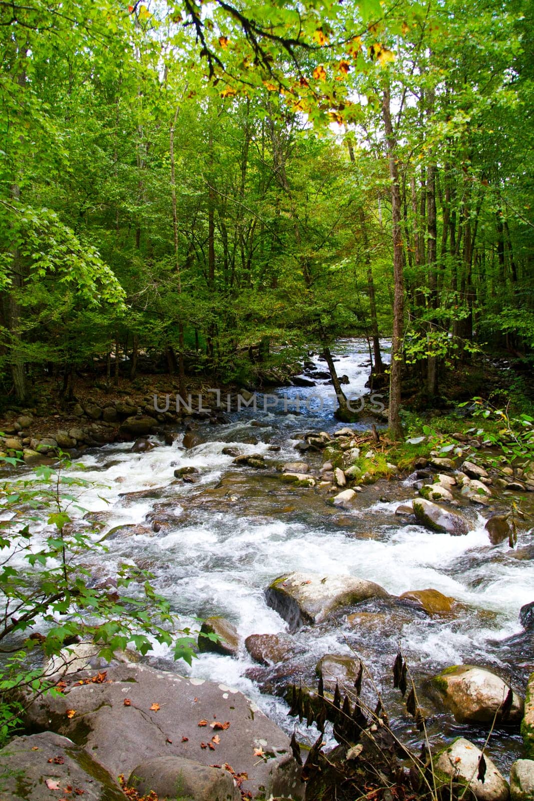 Tranquil woodland creek flowing through vibrant forest in Gatlinburg, Tennessee. Refreshing water, lush greenery, and natural serenity for nature lovers.