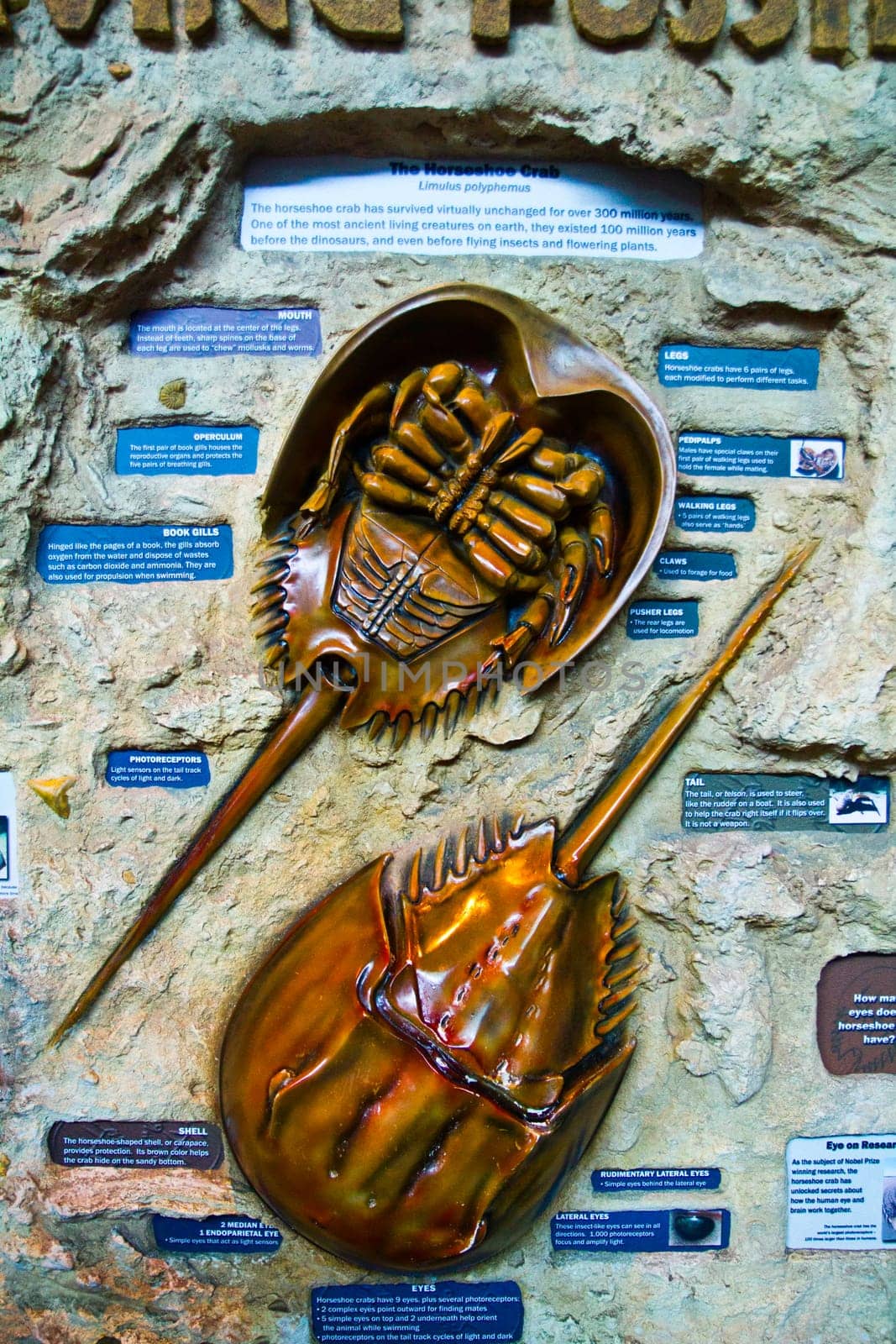 Educational exhibit at an aquarium in Gatlinburg, Tennessee showcases a detailed model of the ancient horseshoe crab, highlighting its evolutionary significance and biology.