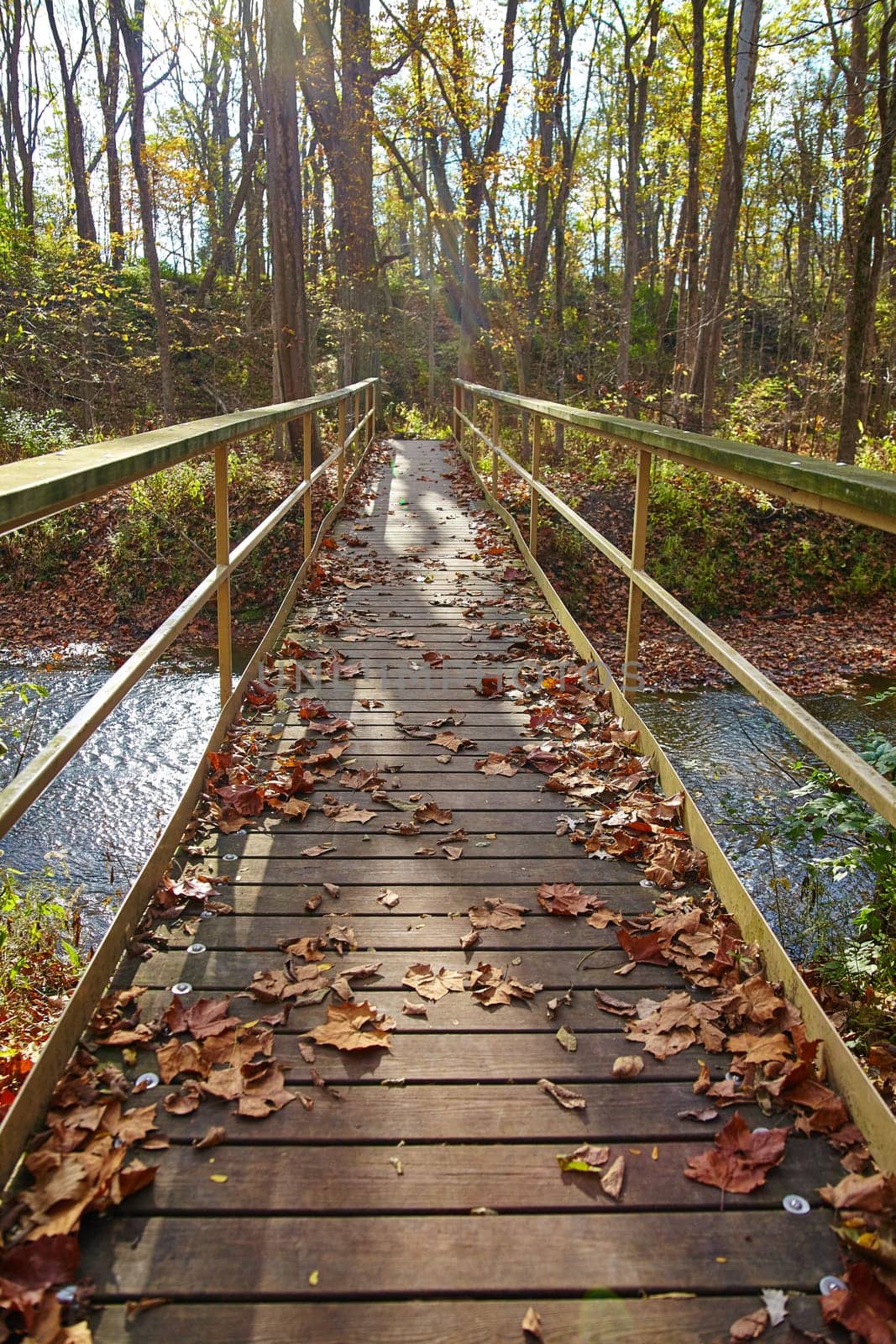Autumn Boardwalk Journey in Serene Bicentennial Acres, Indiana by njproductions