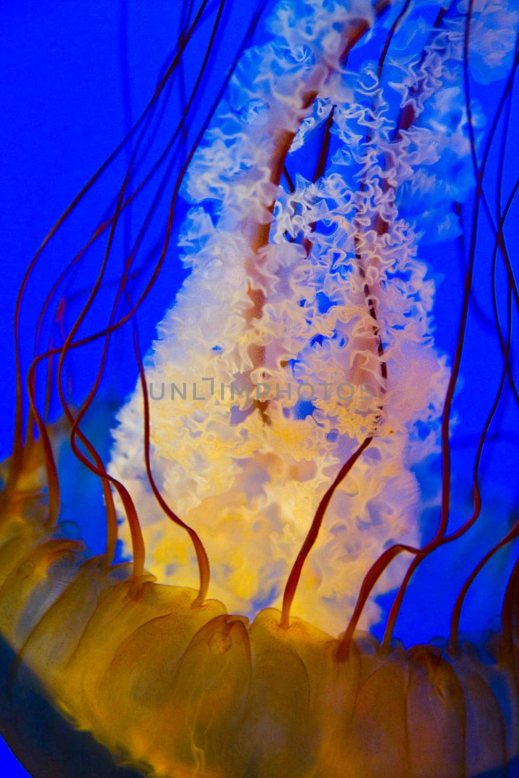 Mesmerizing golden jellyfish gracefully dances in the depths of an oceanic environment, showcasing vibrant tentacles and delicate oral arms. A serene and ethereal capture of marine life in Tennessee's Aquarium.