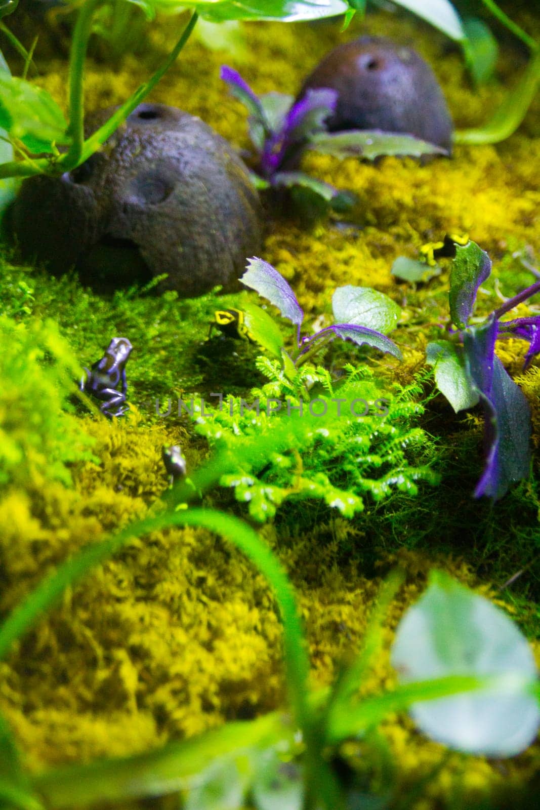 Vibrant tropical oasis: A black and white dart frog perches on lush moss amid aquatic plants in a captivating aquarium scene. Perfect for nature and pet care themes.
