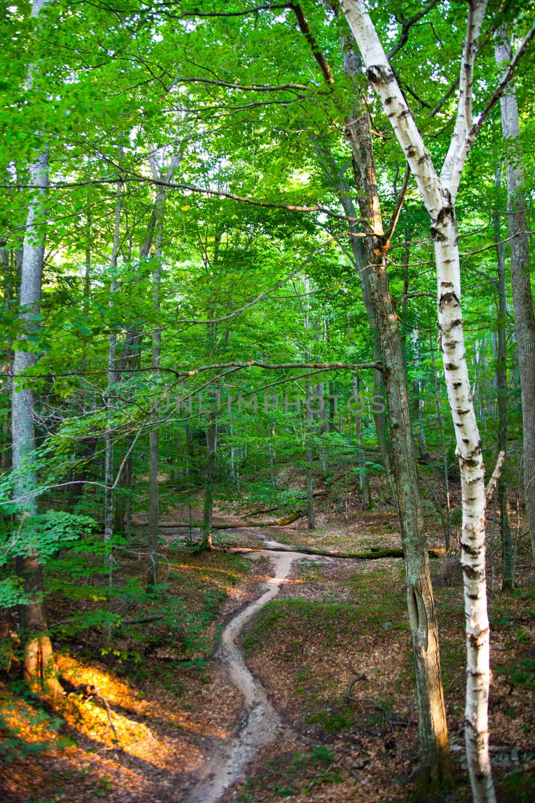 Winding Path Through Vibrant Forest with Striking White Birch Tree by njproductions
