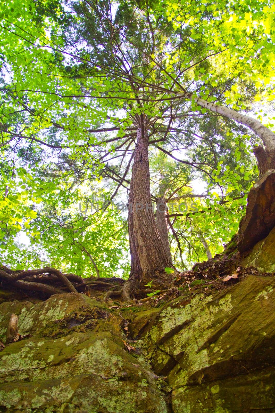 Upward View of Towering Tree in Verdant Michigan Forest by njproductions