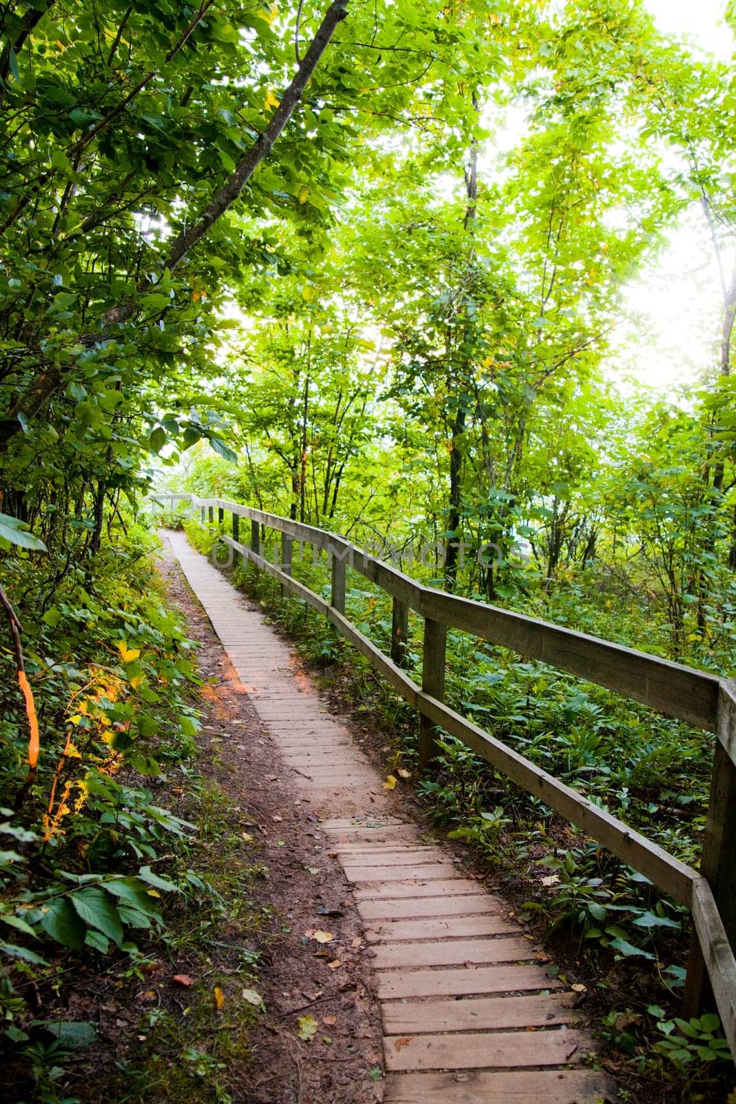 Escape to the serenity of Empire, Michigan's lush green forest with this inviting wooden boardwalk. Journey through nature's tranquility and immerse yourself in the vibrant foliage of a temperate forest. Perfect for evoking eco-friendliness.