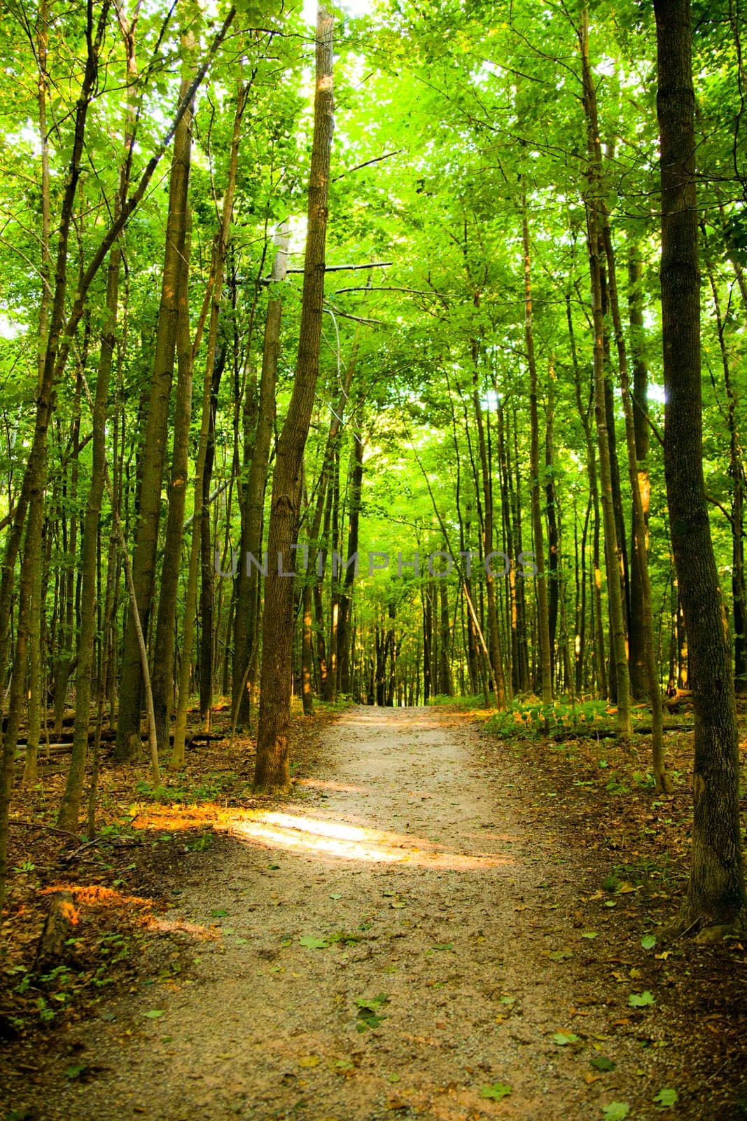 Escape into the enchanting beauty of Empire, Michigan's serene forest pathway, enveloped by towering trees and bathed in soft sunlight. A nature lover's paradise awaits, beckoning with tranquility and the allure of exploration.