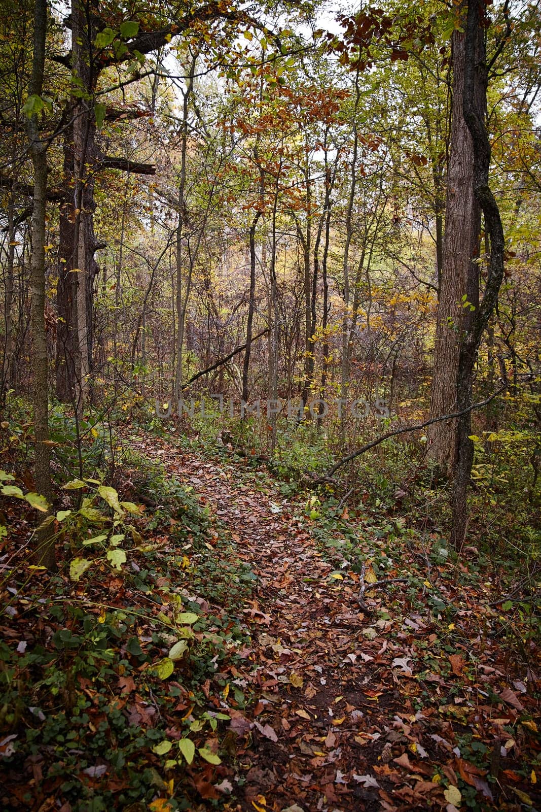 Autumnal Tranquility on Leaf-Strewn Path in Indiana Woodland by njproductions
