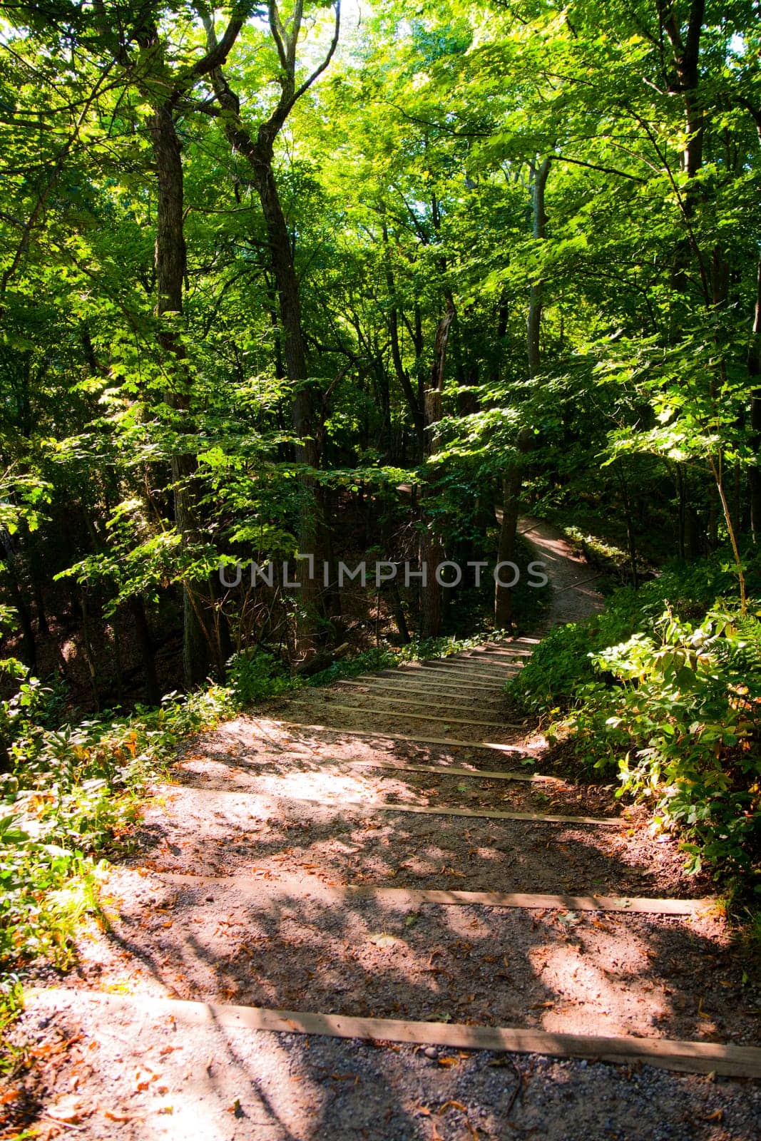 Journey into Serenity: Explore the enchanting forest of Empire, Michigan. Follow the wooden steps as they lead you into a lush green paradise, where dappled sunlight and peaceful solitude await. Perfect for nature and travel.