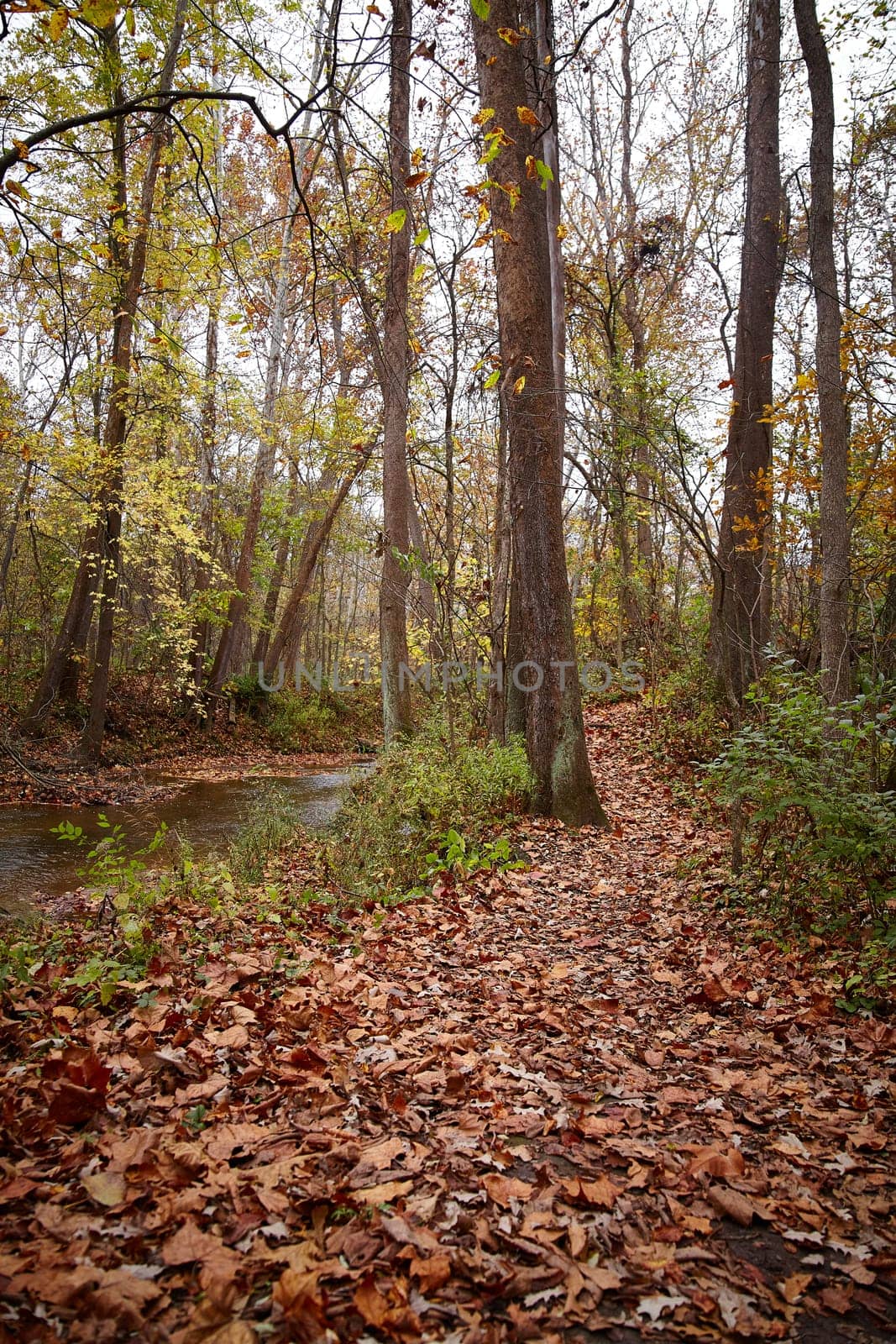 Tranquil autumn woodland path in Bicentennial Acres, Fort Wayne, Indiana. Enjoy a peaceful stroll amidst vibrant fall foliage and serene natural surroundings.