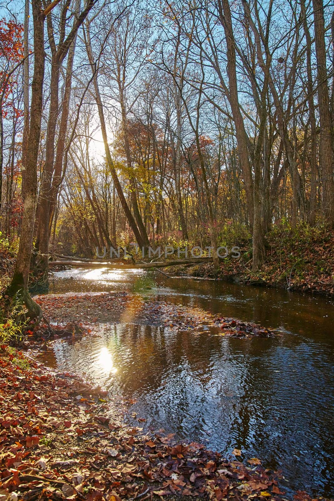 Late Autumn Serenity in Bicentennial Acres, Indiana - Golden Light on River by njproductions