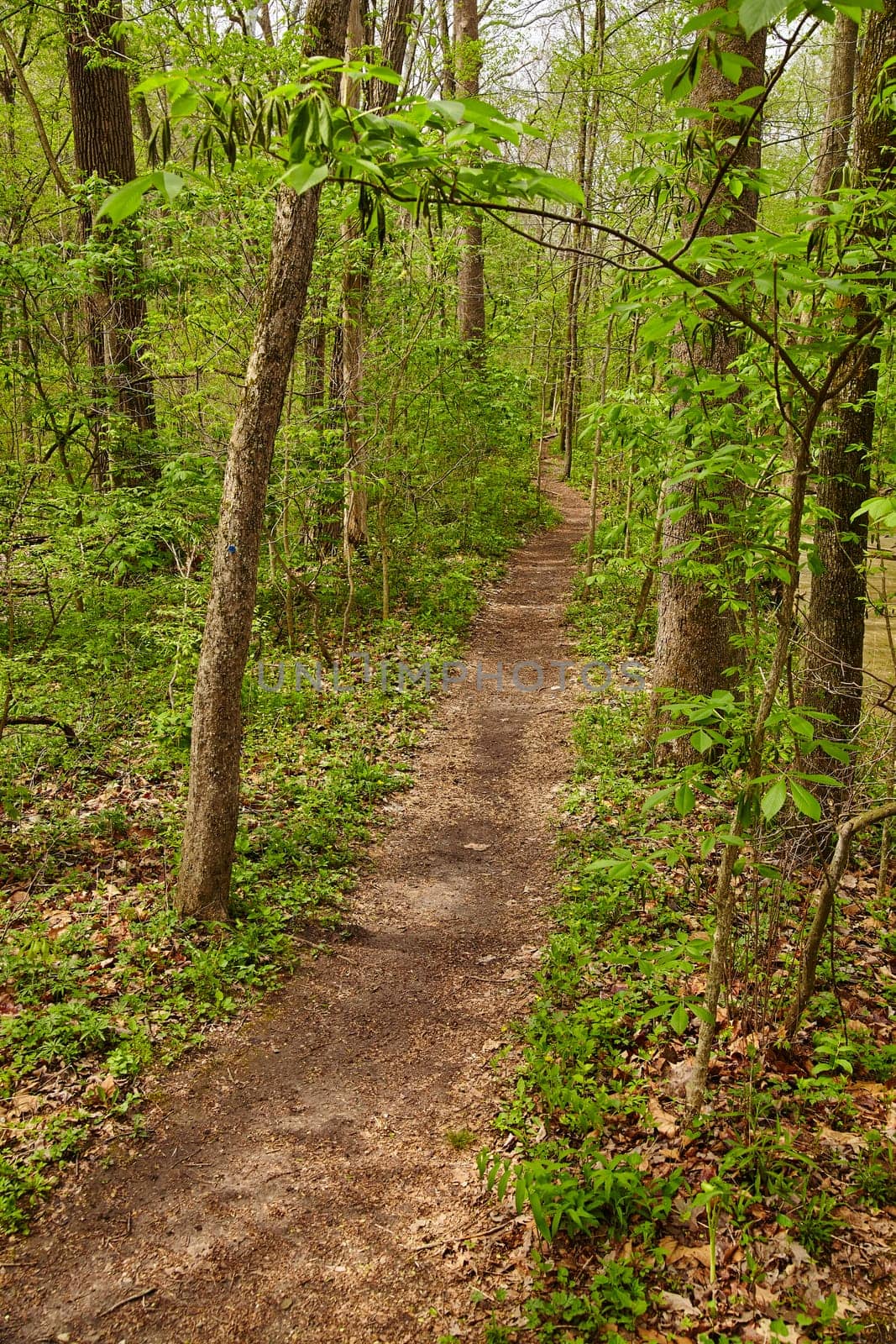 Tranquil woodland trail in the lush Bicentennial Acres Forest, Fort Wayne, Indiana, during a vibrant spring day.