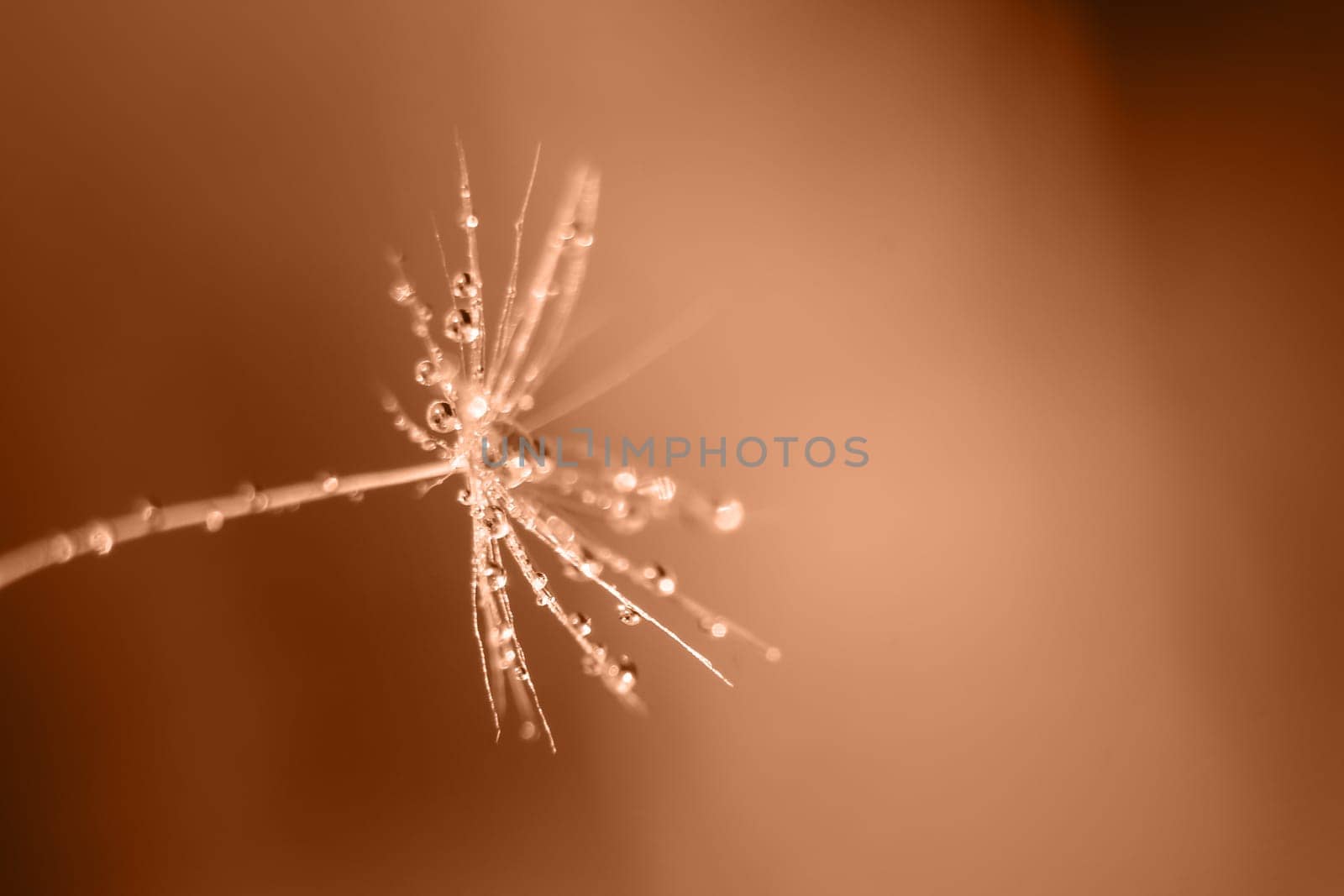 Macro view of dew drops on dandelion seed. Image toned in Peach Fuzz color of the year 2024