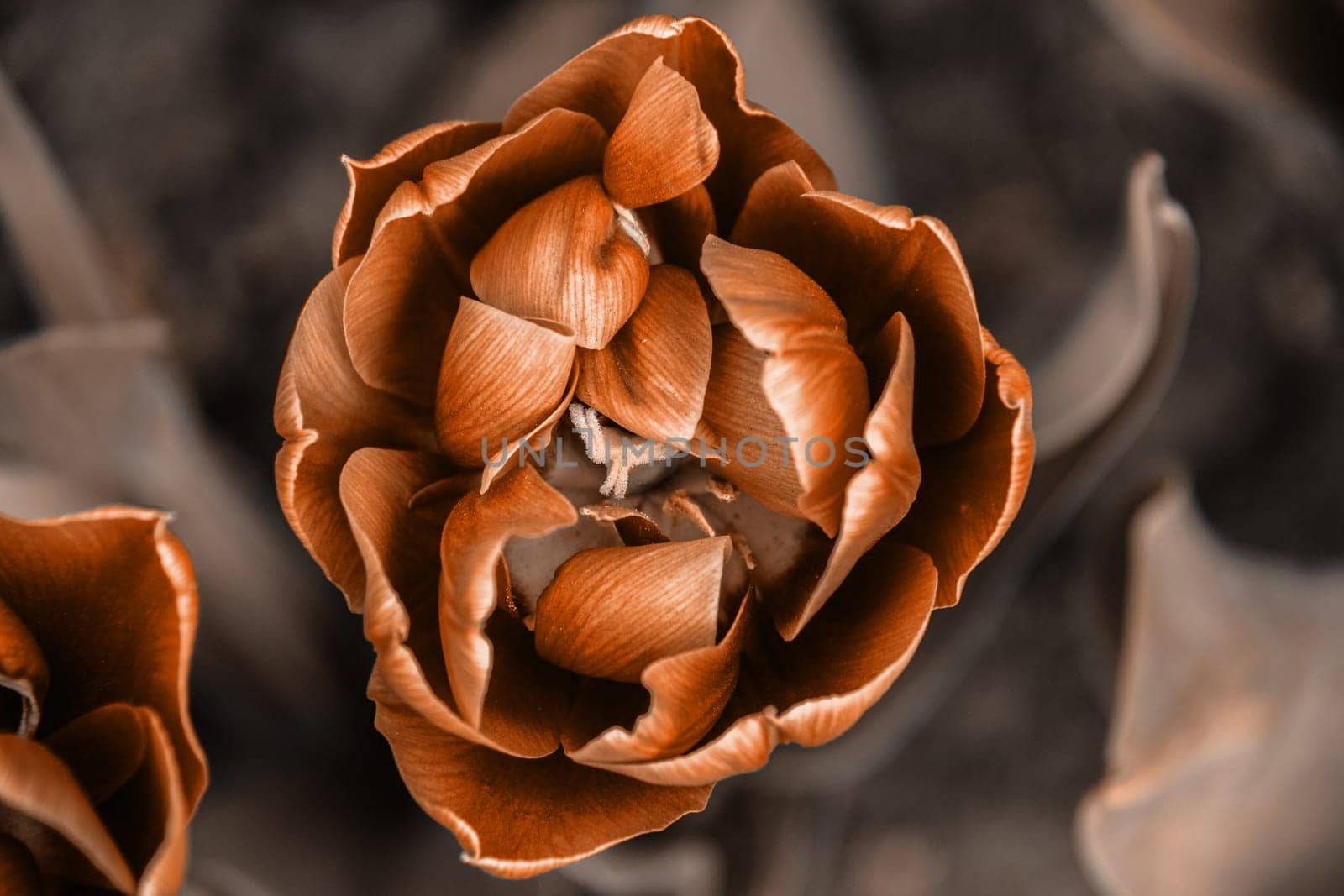 Beautiful tulip, view from above. Spring on a nature macro. Image toned in Peach Fuzz color of the year 2024