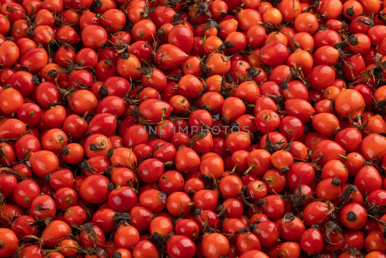 pile of red dog-rose rosehip fruits full frame background and texture.