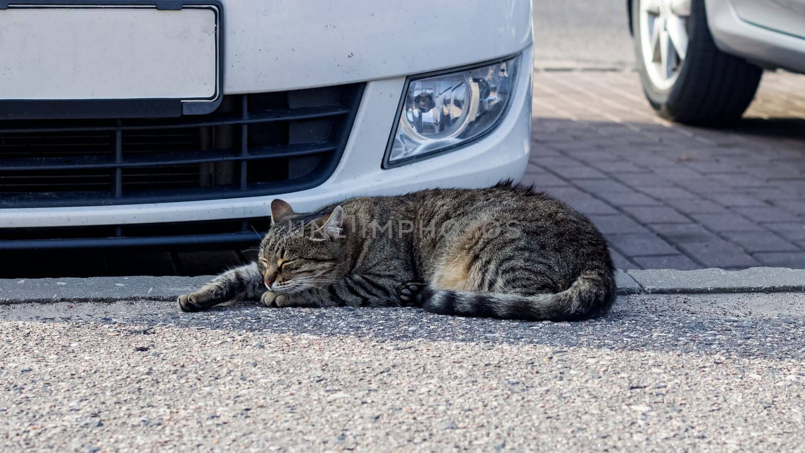 Gray tabby cat sleeps by car close up, danger to pets