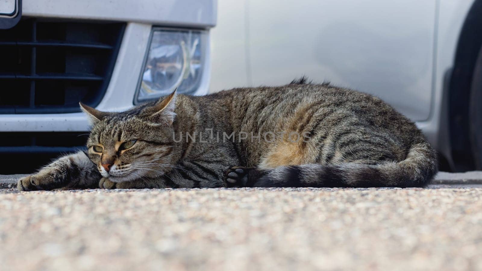 Gray tabby cat sleeps by car close up, danger to pets