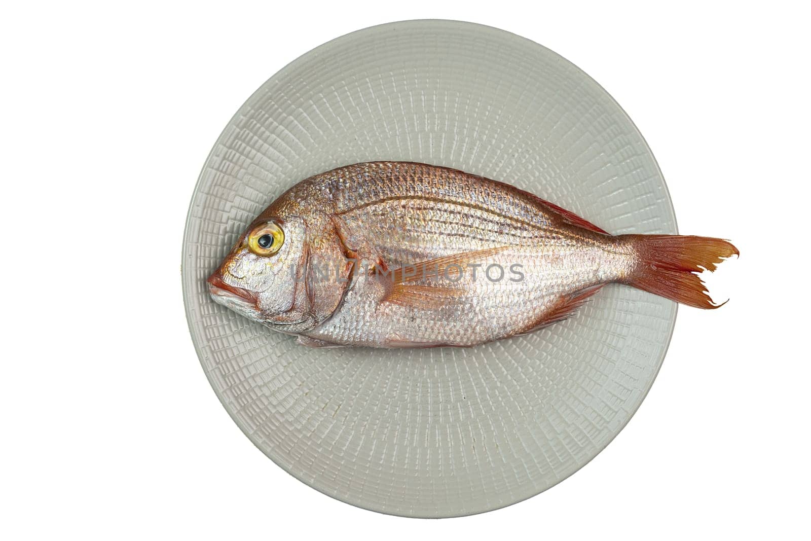 The red snapper fish (Dentex dentex) in the dish on a transparent background