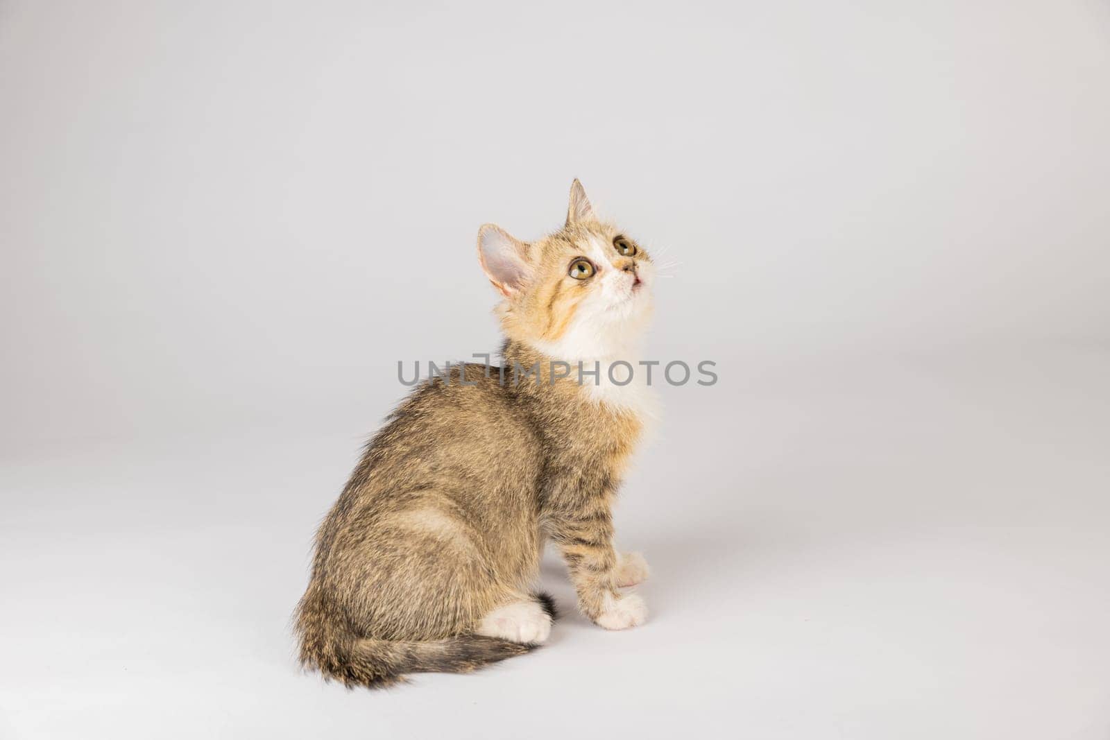 A beautiful little grey Scottish Fold cat stands, looking playful and cheerful in this isolated cat portrait on a white background. by Sorapop