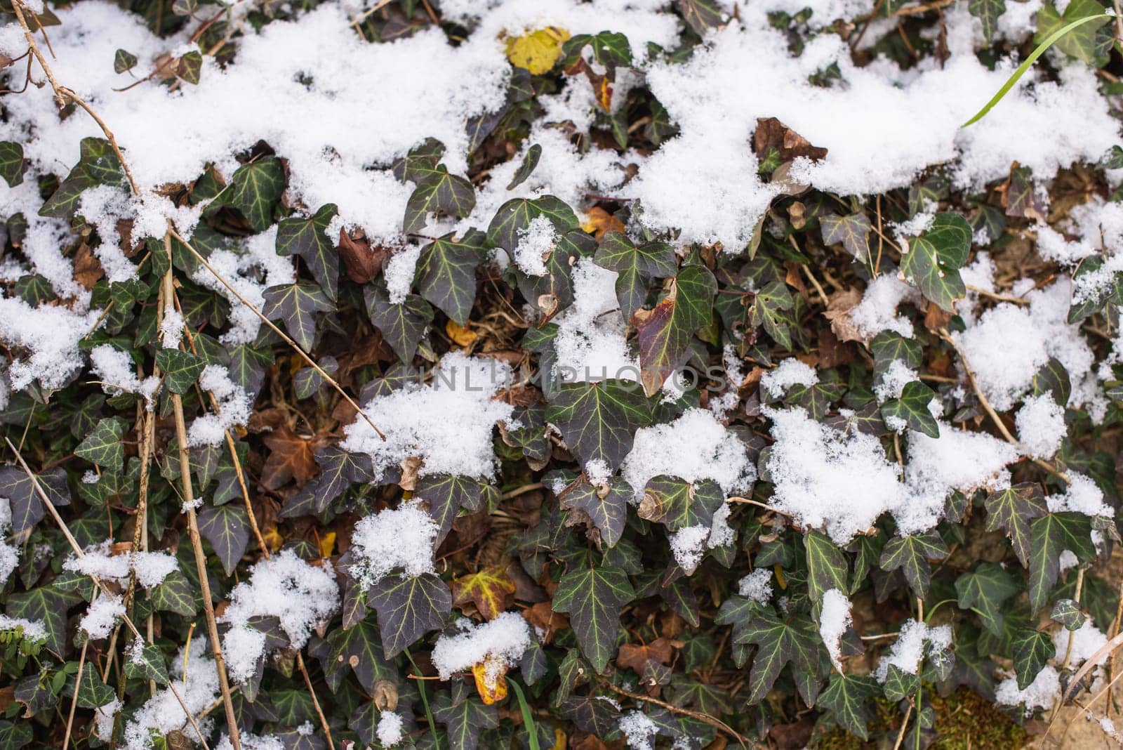 Frosty Elegance: Unveiling the Enchantment of Snow-Covered Wild Ivy in a Picturesque Countryside. Winter's Embrace: Snow-Covered Wild Ivy in Rural Landscape by Andrii_Ko