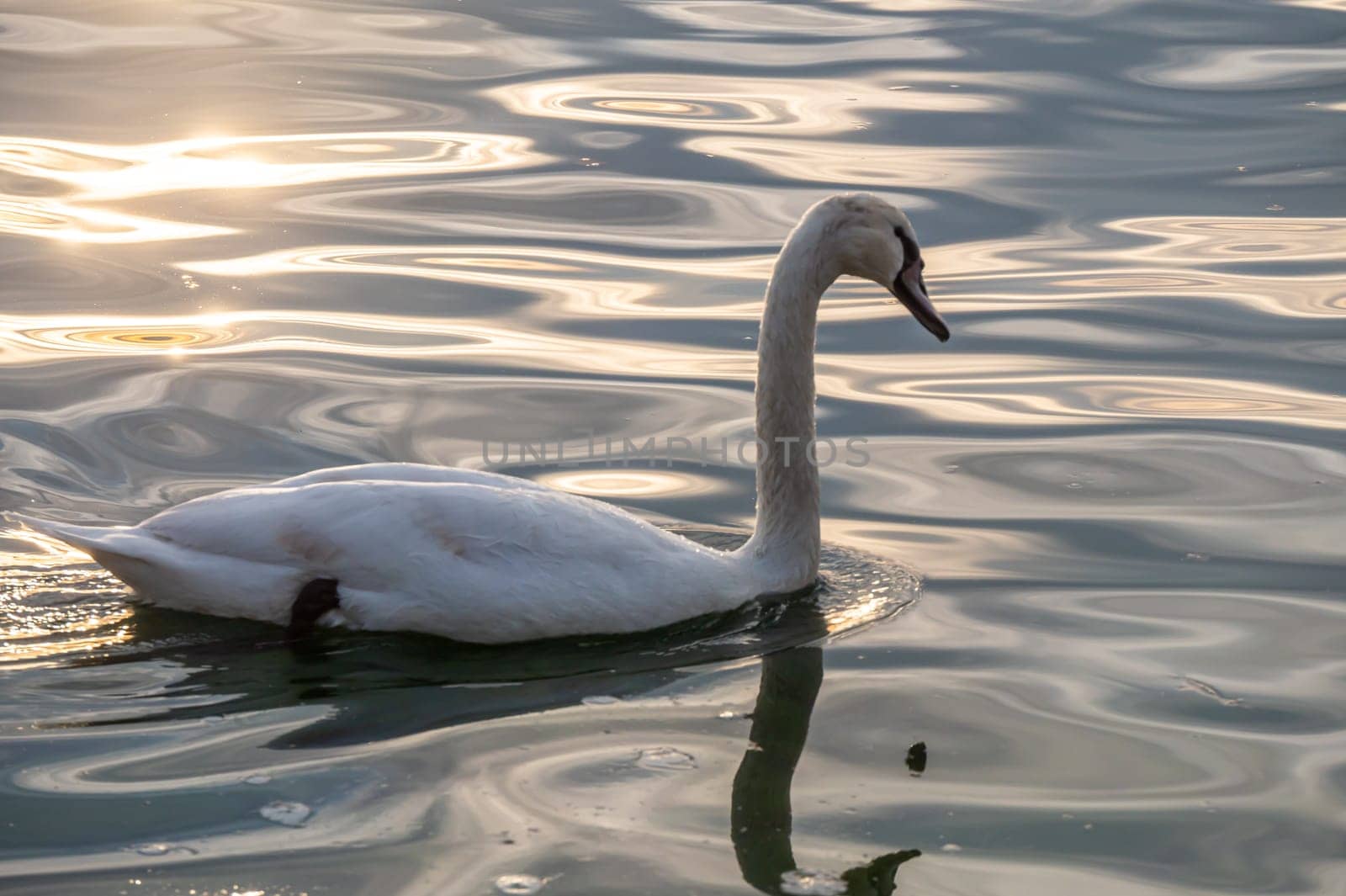 Beautiful View Of A Graceful Swan In Lake by alex_nako