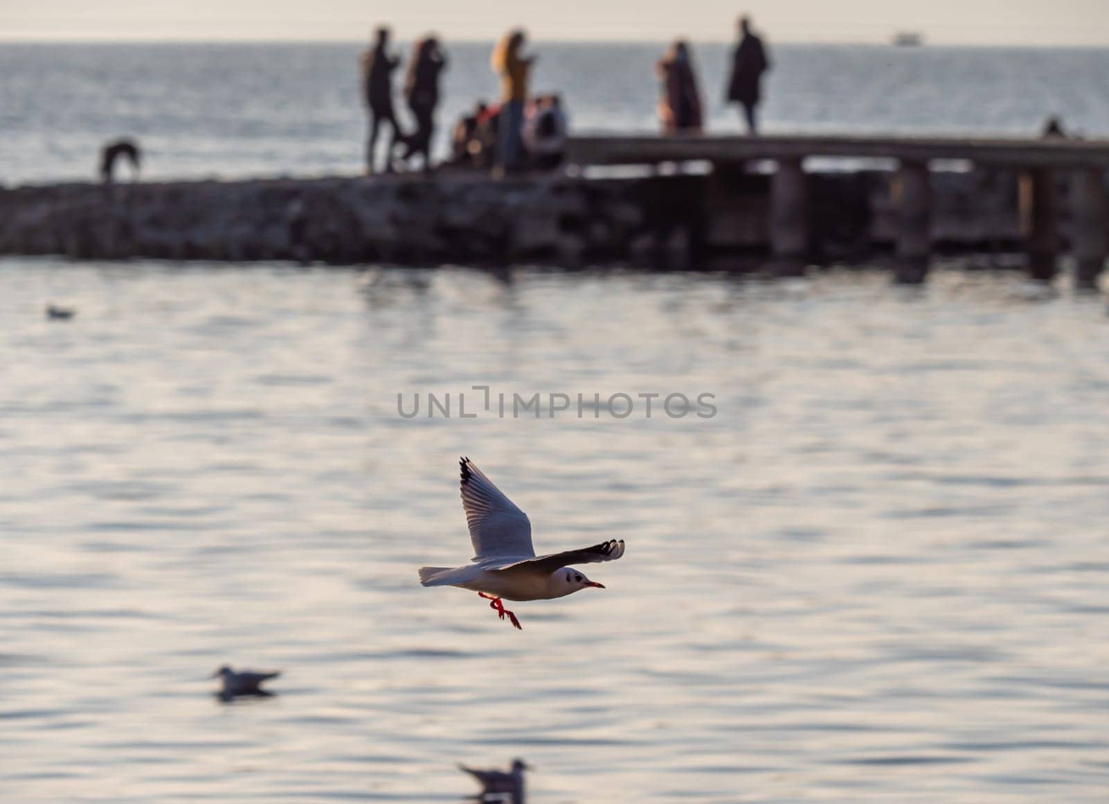 gulls fly over lake Ohrid, natural background