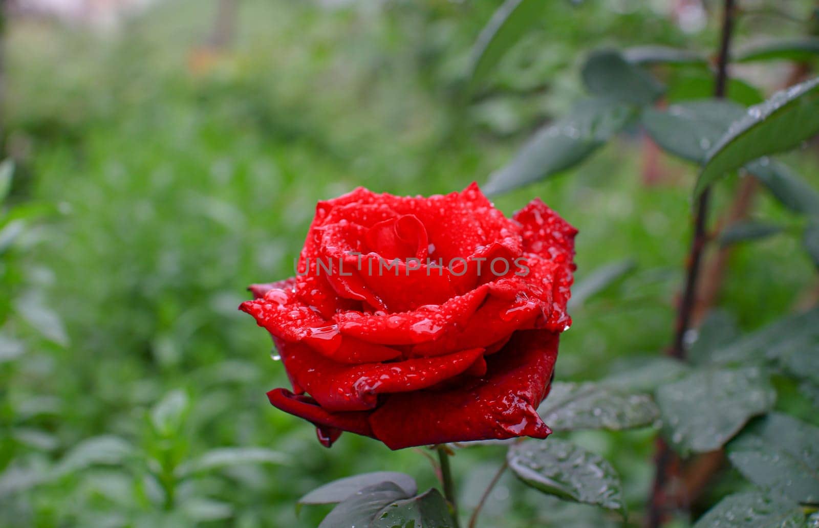 orange roses in the garden with raindrops close up