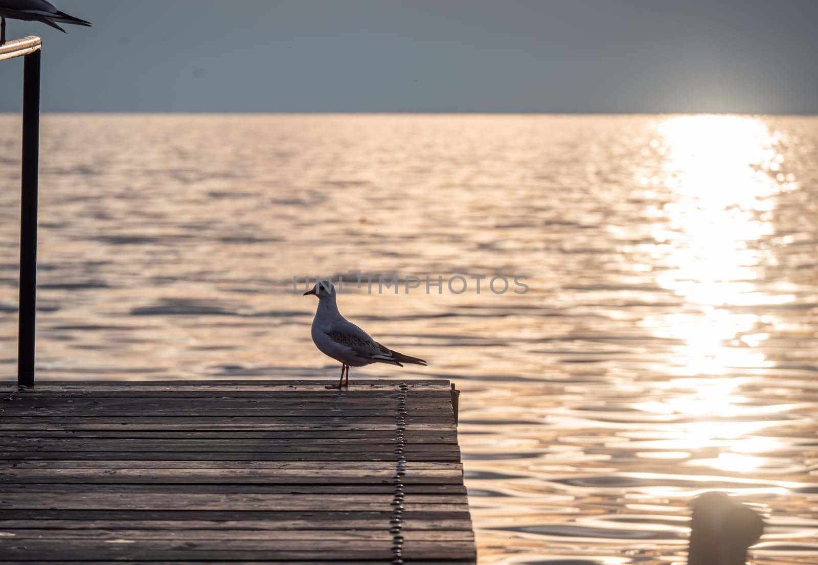 Bird Seagull Standing in sunset, lake sunset