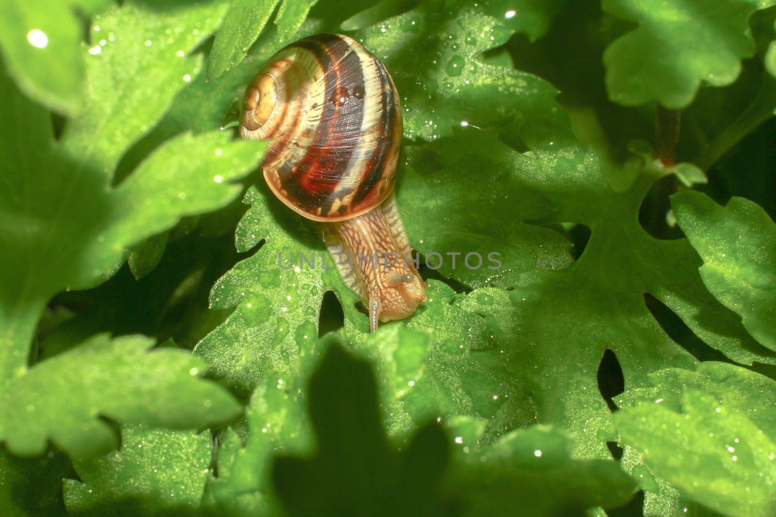 snail close up in the garden by alex_nako
